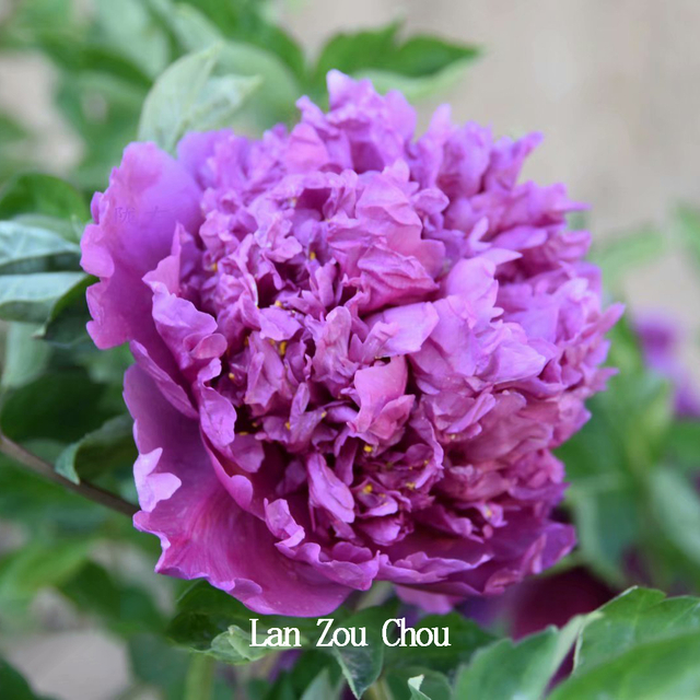 Lan Zou Chou Blue color variety china peony