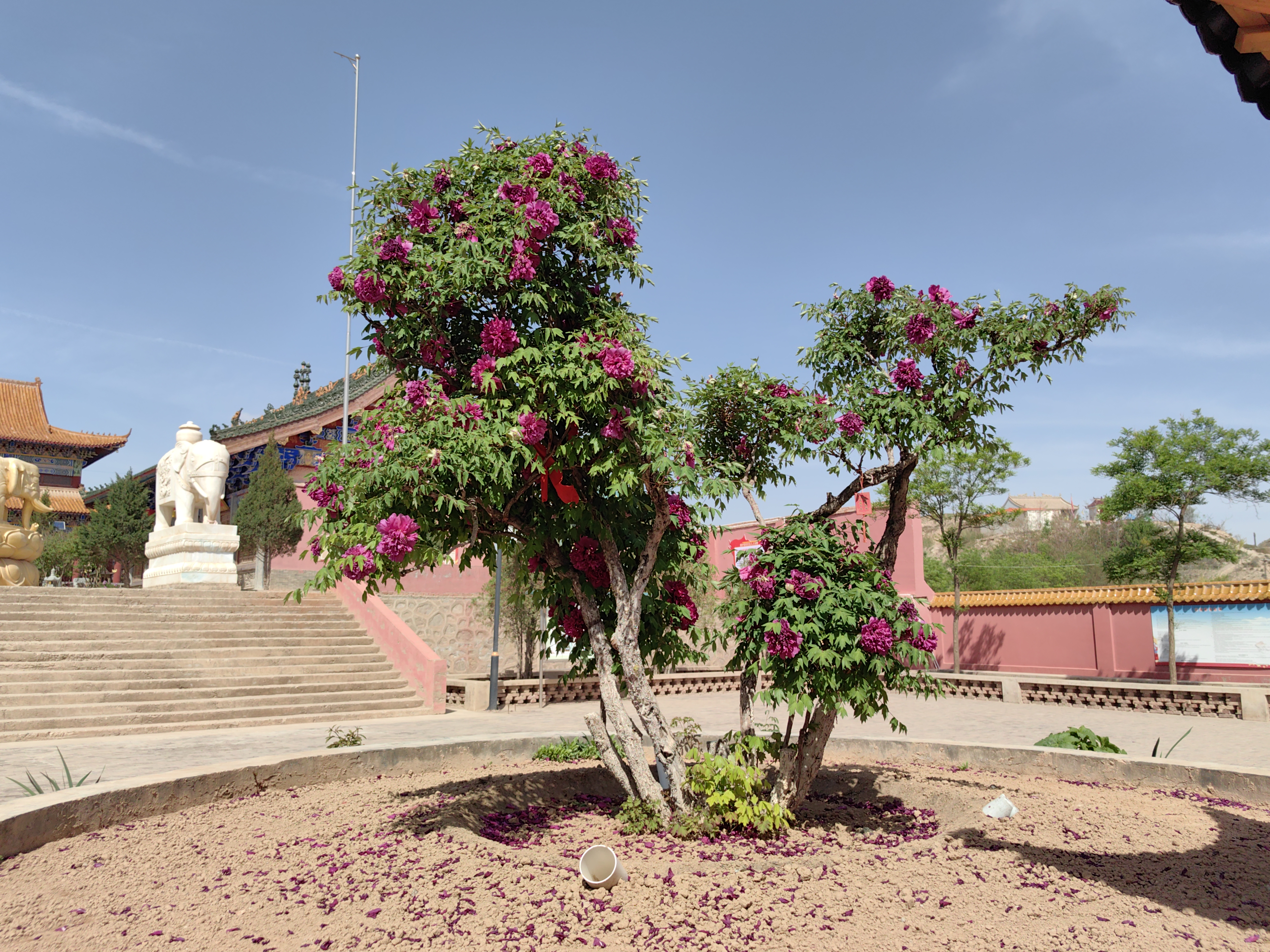 Tree peony god