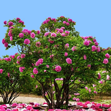 Do you know when to prune trees peony？