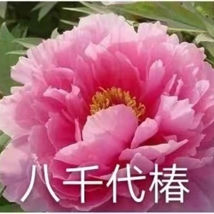 Ba Qian Dai Chun 2-4 Branches Pink Peony japanese peony