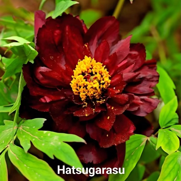 Hatsugarasu（Chu Wu）Japanese Black Peony 2-4 Branches