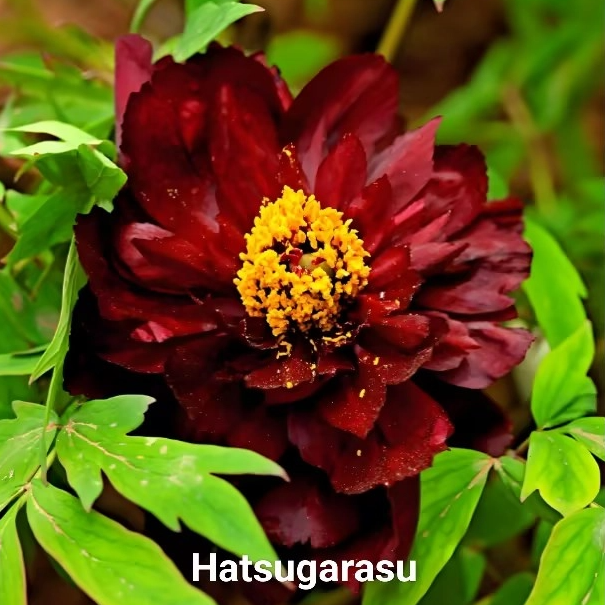 Hatsugarasu（Chu Wu）Japanese Black Peony 2-4 Branches