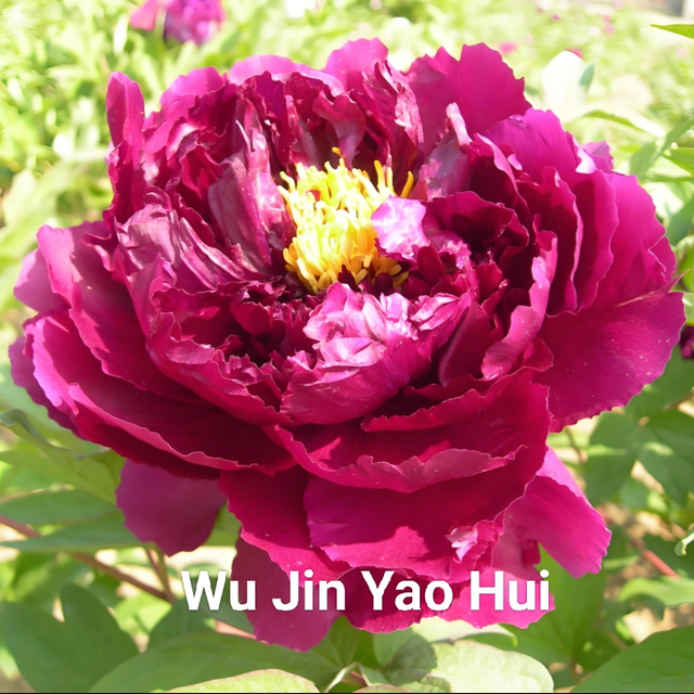 Wu Jin Yao Hui Chinese Black Peony 2-4 Branches