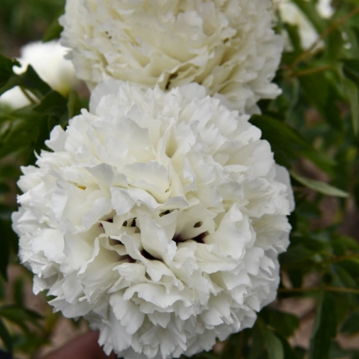 A Symbol of Purity And Elegance - White Tree Peony