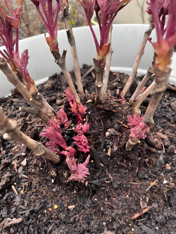 tree peony foot buds