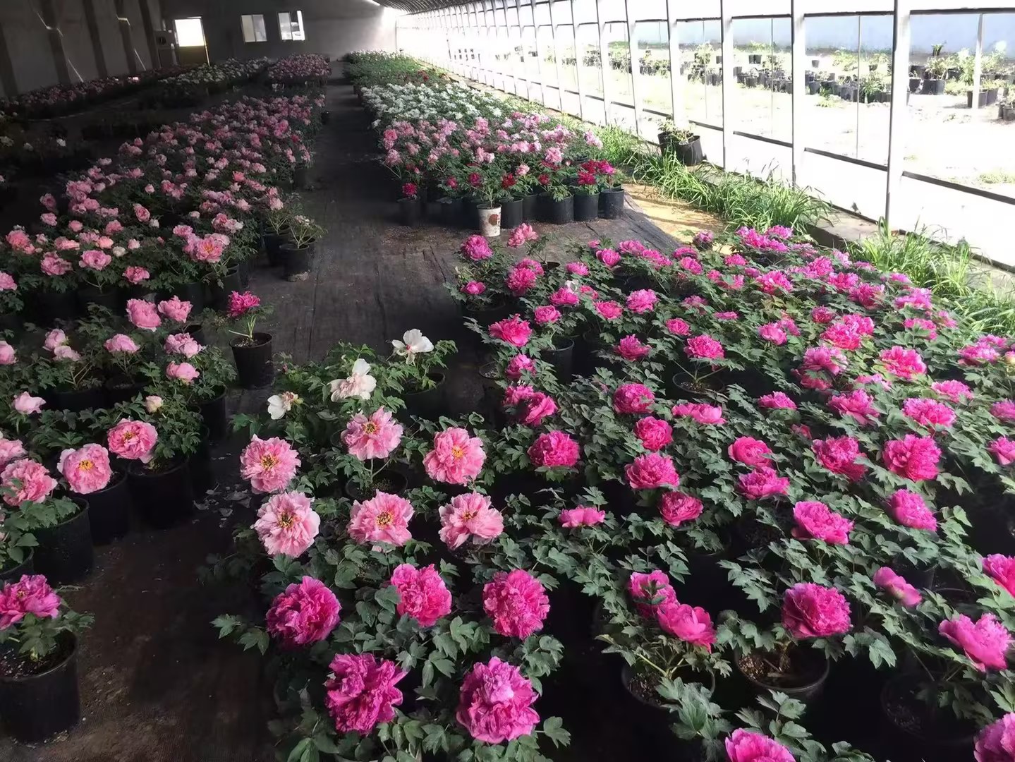 Mini Grafted Tree Peony Is Coming！