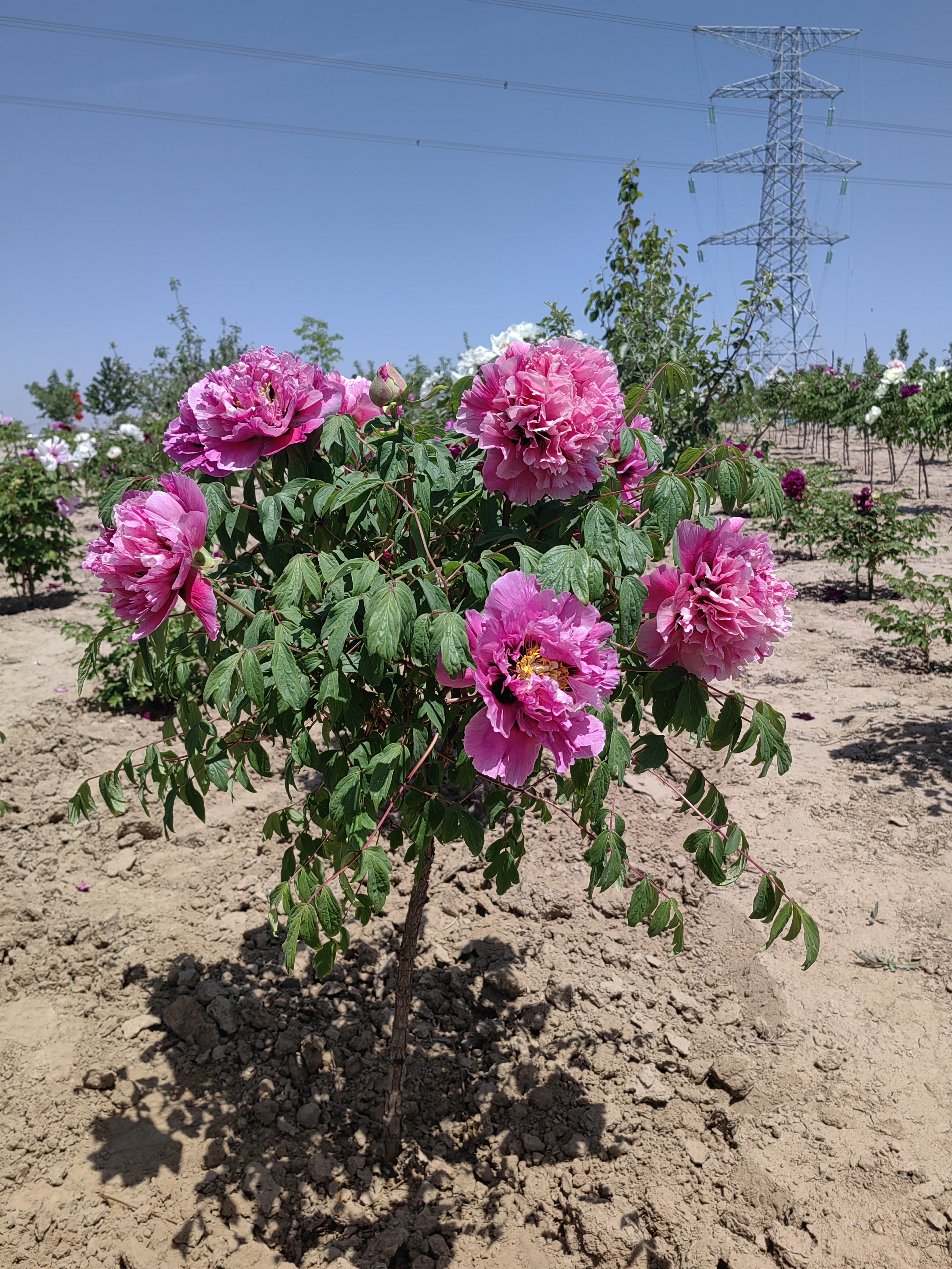 single stem tree peony