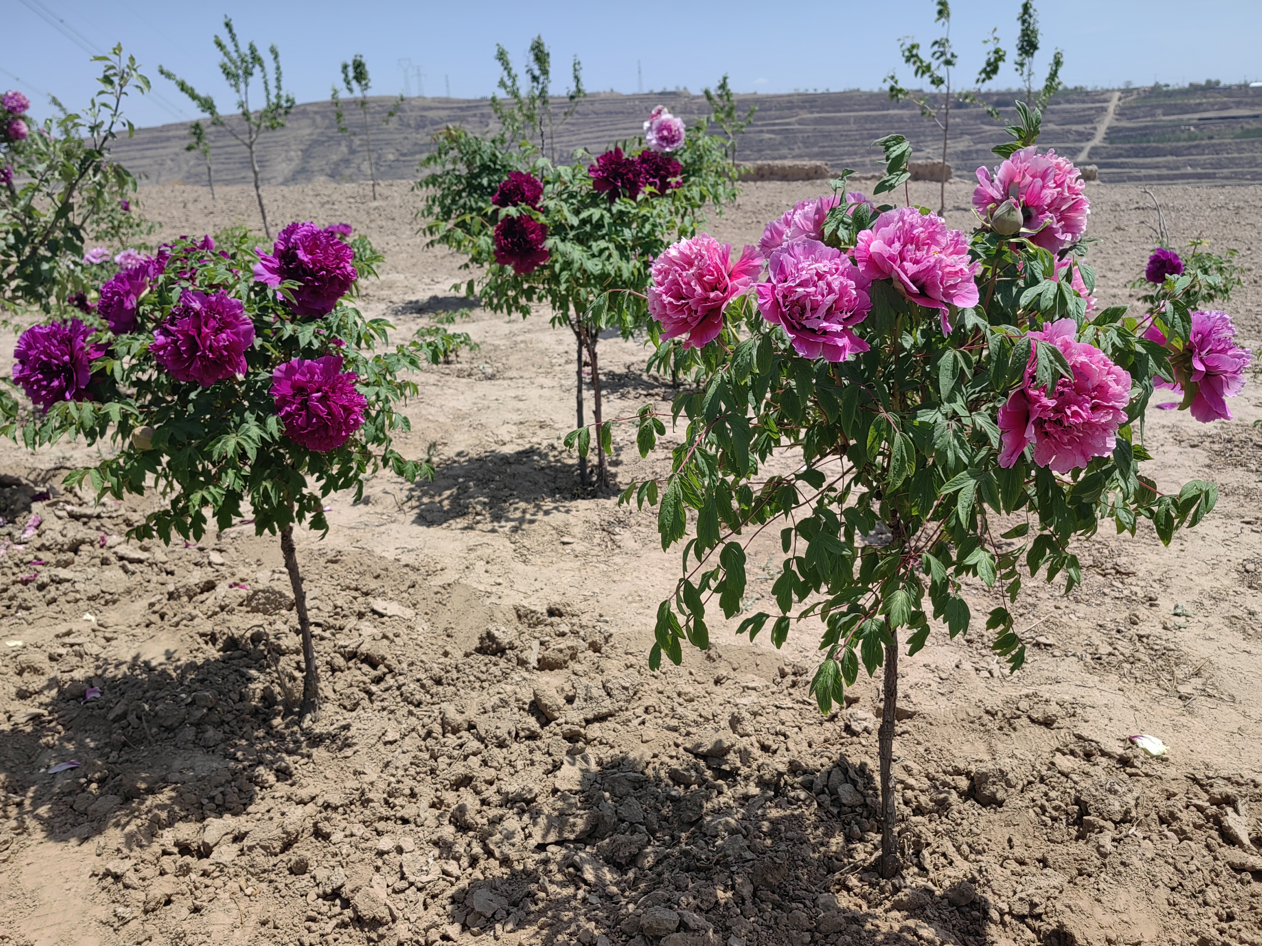 single stem tree peony