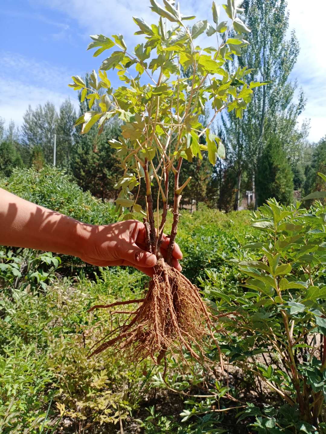 tree peony from seed