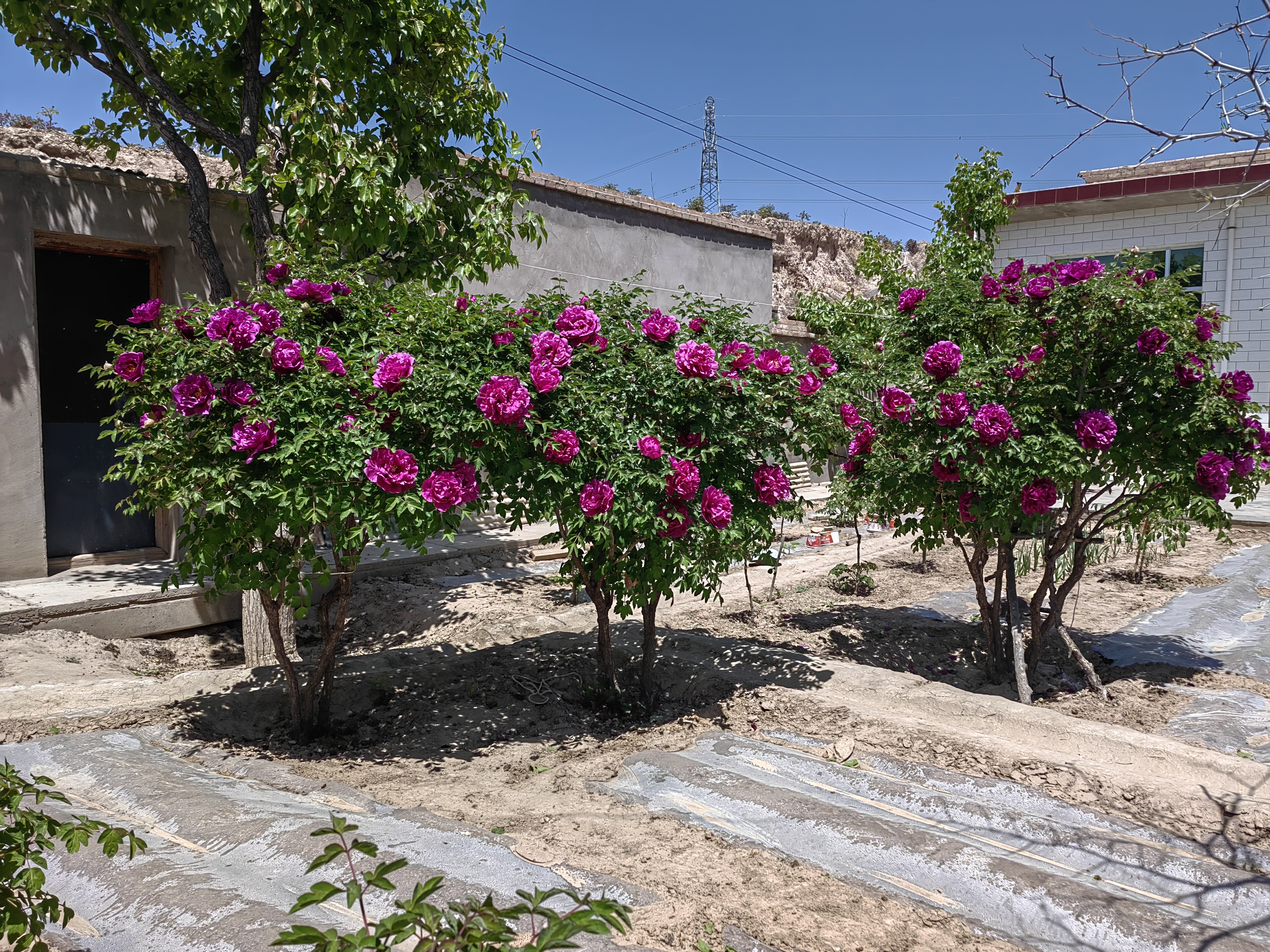 single stem tree peony
