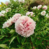 Mudan Courtyard Planting High Level Package