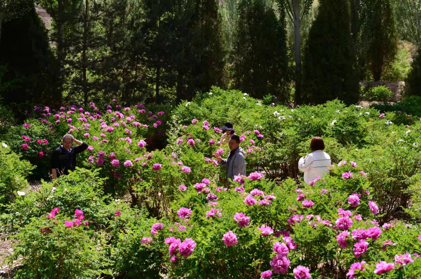 tree peony in park