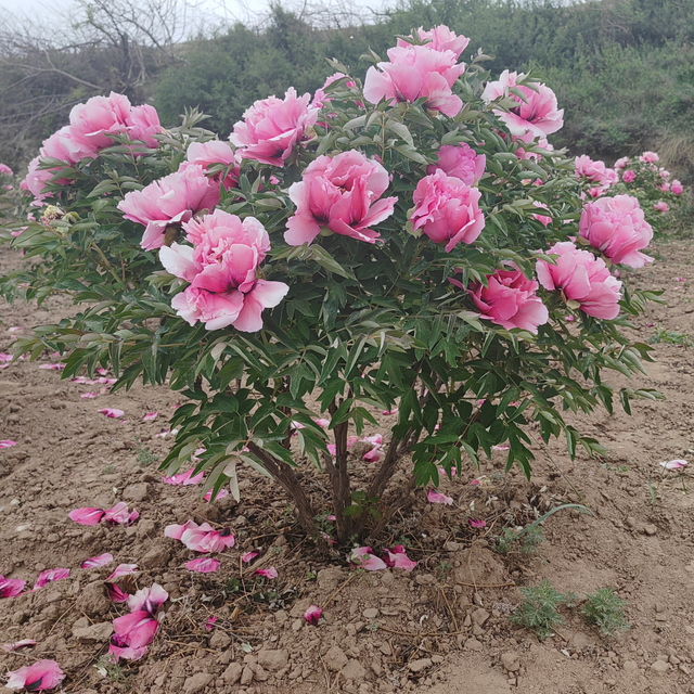 Tao hua zhuang yuan, a Pink Chinese Tree Peony Variety Seedling