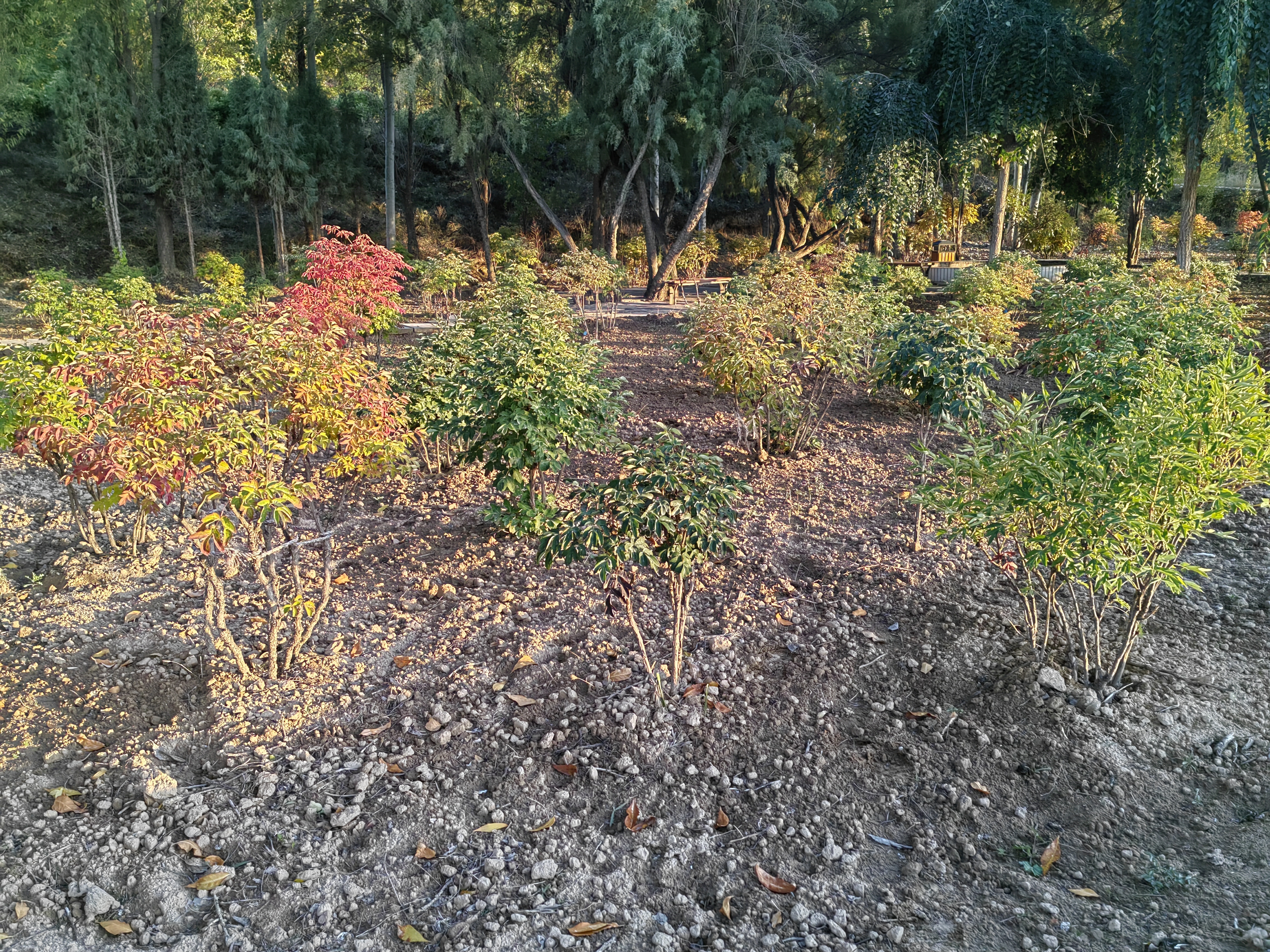 tree peony in fall