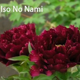 Ji Zhi Bo（Iso No Nami） Japanese Black Peony 2-4 Branches