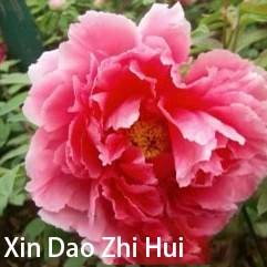 Xin Dao Zhi Hui 2-4 Branches Pink Peony Chinese Peony