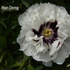 Pan Deng，white Chinese Color Tree Peony，20-45cm 