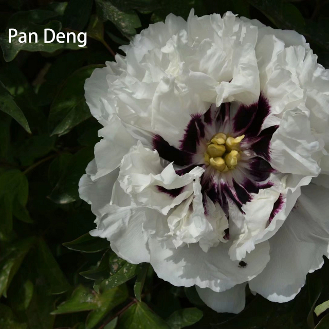 Pan Deng，white Chinese Color Tree Peony，20-45cm 