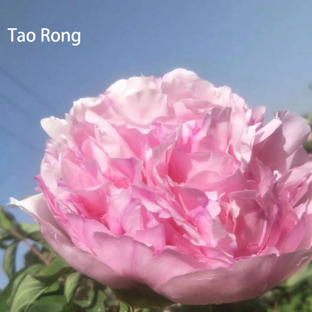 Tao Rong Pink Chinese Tree Peony,20-45cm