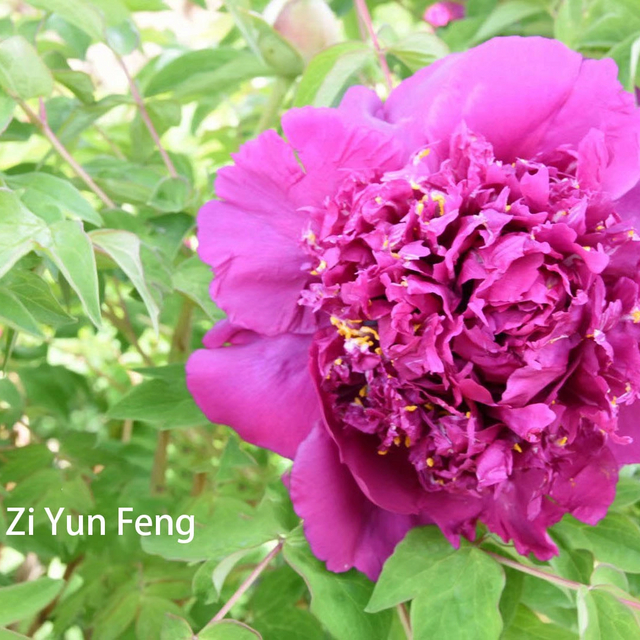 Zi Yun Feng，purple Color Tree Peony，20-45cm