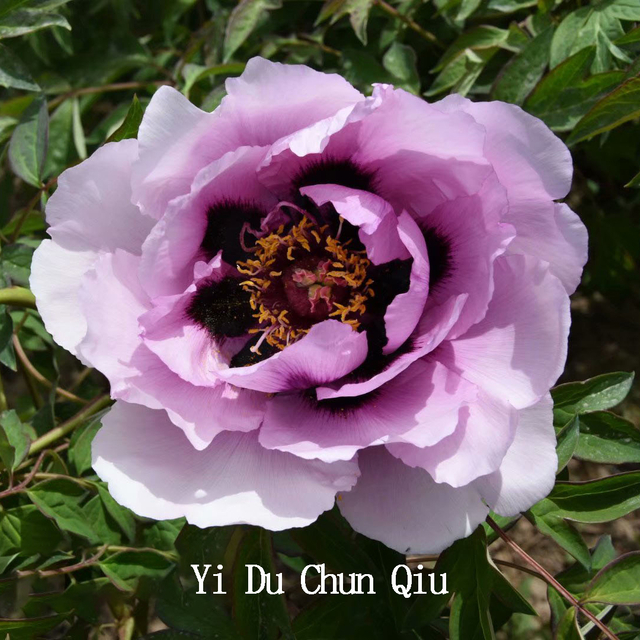 Yi Du Chun Qiu Pink Charming Backyard Tree Peony