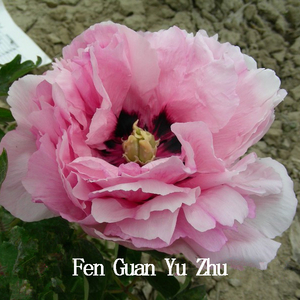 Fen Guan Yu Zhu