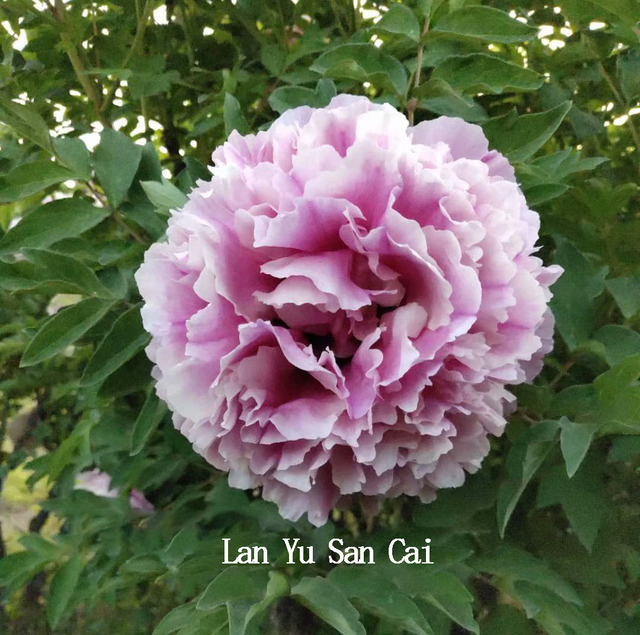 Lan Yu San Cai, A Blue Chinese Tree Peony Variety Seedling