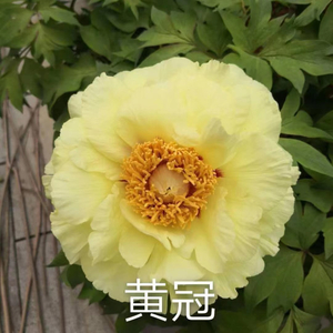 Huang Guang Green Chinese Peony 2-4 Branches