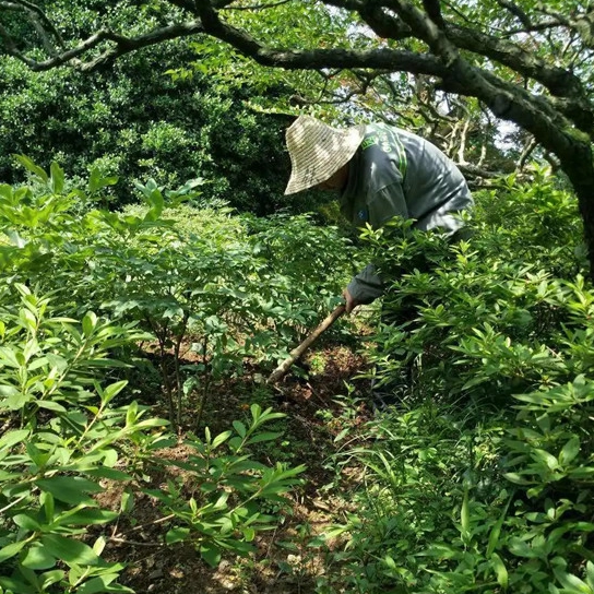 What Measures Should We Take To Protect Tree Peonies From The Sun?