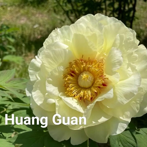 Huang Guang Yellow Chinese Peony 2-4 Branches