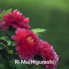 Ri Mu（Higurashi） Japanese Red Peony 2-4 Branches