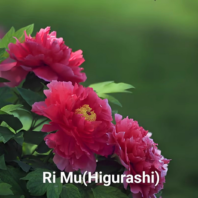 Ri Mu（Higurashi） Japanese Red Peony 2-4 Branches