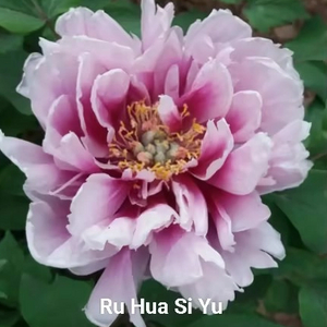 Ru Hua Si Yu Pink Peony Central Plains Peony white peony 2-4 branches