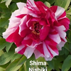 Dao Jin（Shima Nishiki） Muti Japanese Peony 2-4 Branches