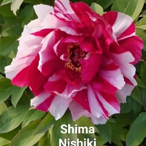 Dao Jin（Shima Nishiki） Muti Japanese Peony 2-4 Branches