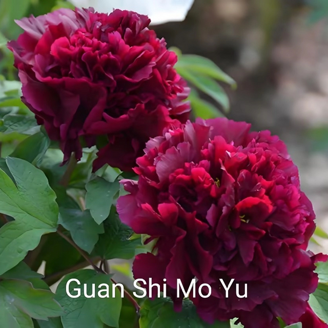 Guan Shi Mo Yu Chinese Black Peony 2-4 Branches