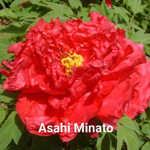 Xv Gang（Asahi Minato） 2-4 Branches Pink Peony Japanese Peony 