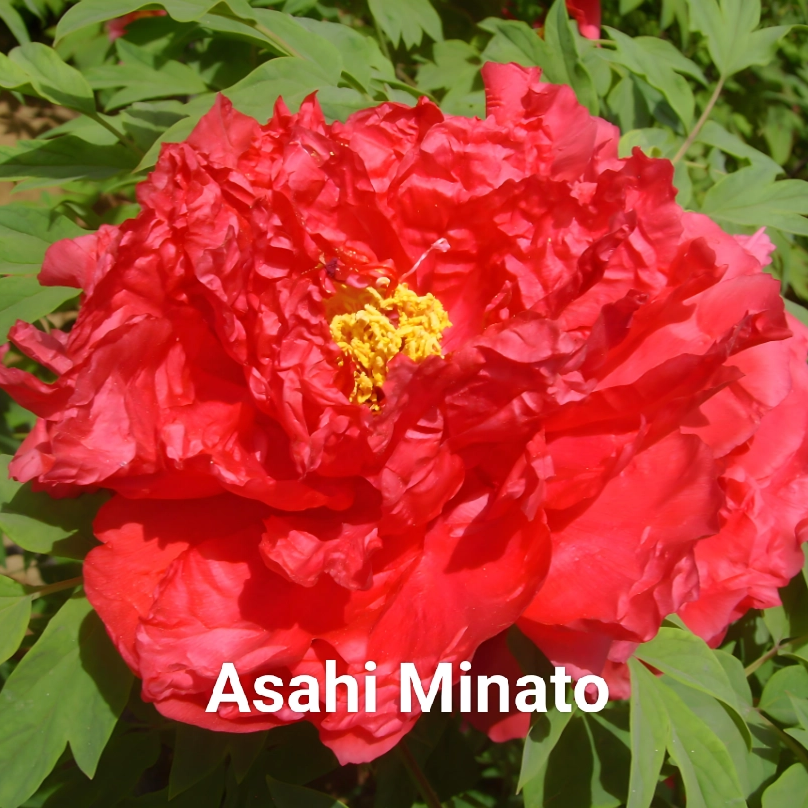 Xv Gang（Asahi Minato） 2-4 Branches Pink Peony Japanese Peony 