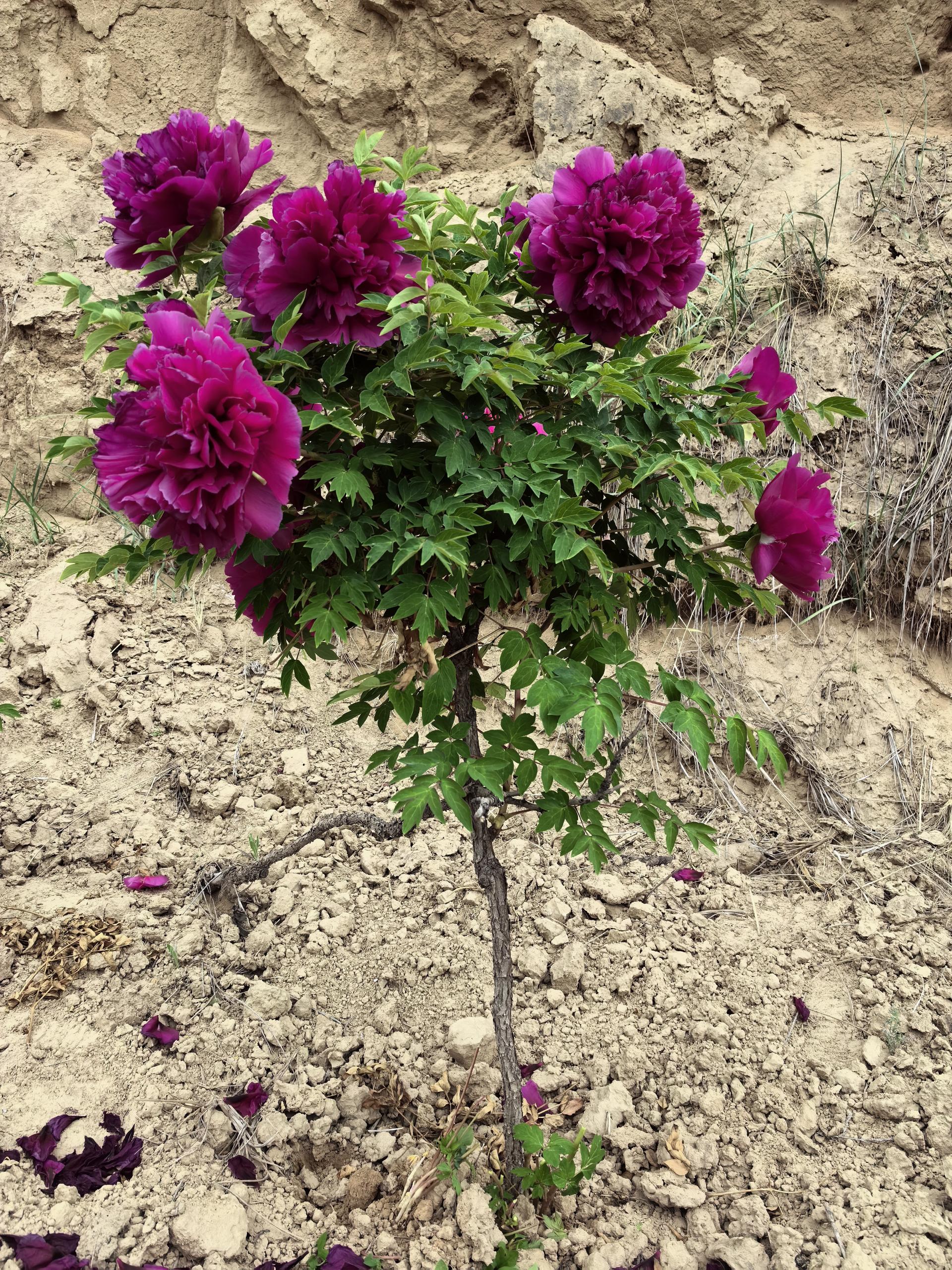 single stem tree peony