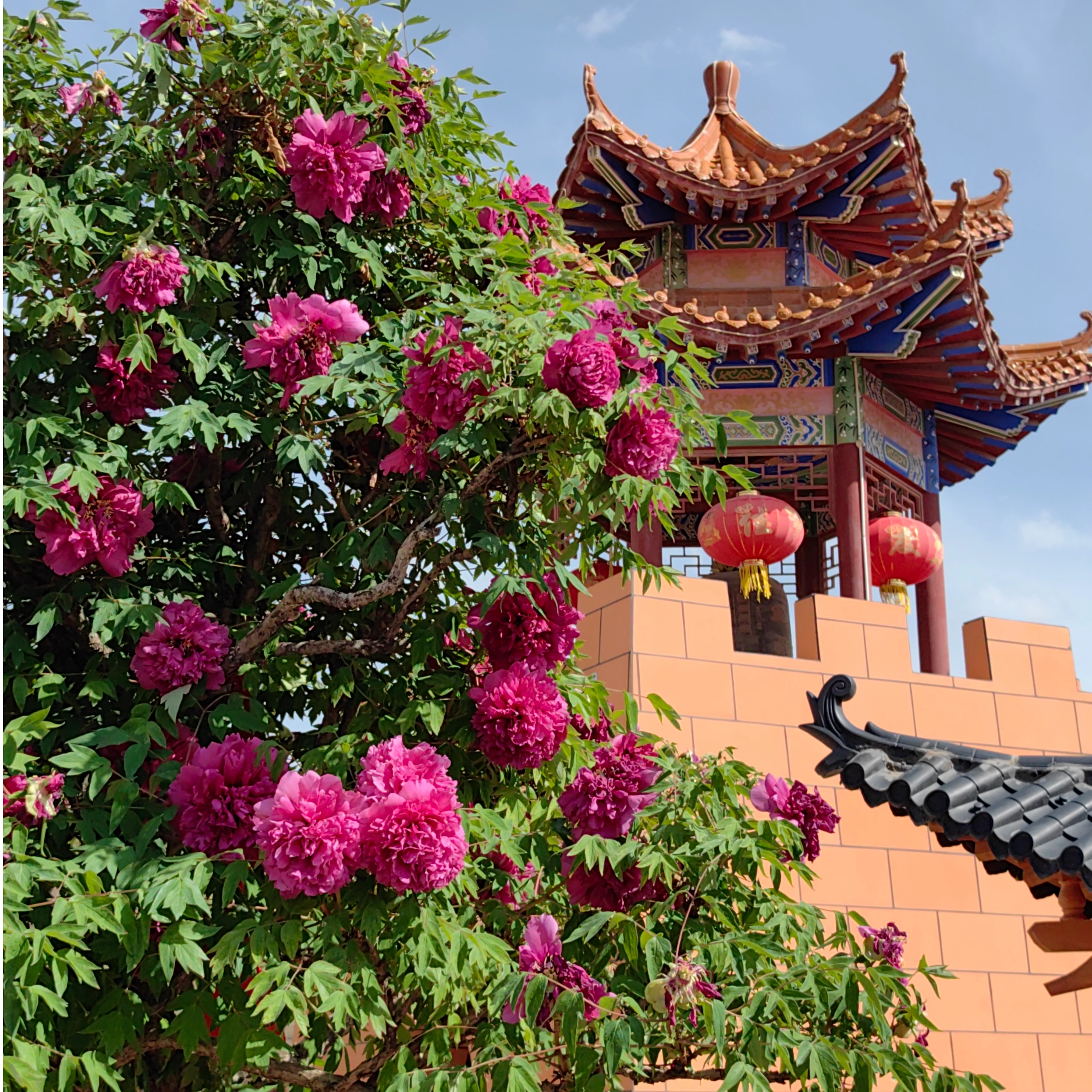  Zhongchuan Tree Peony God