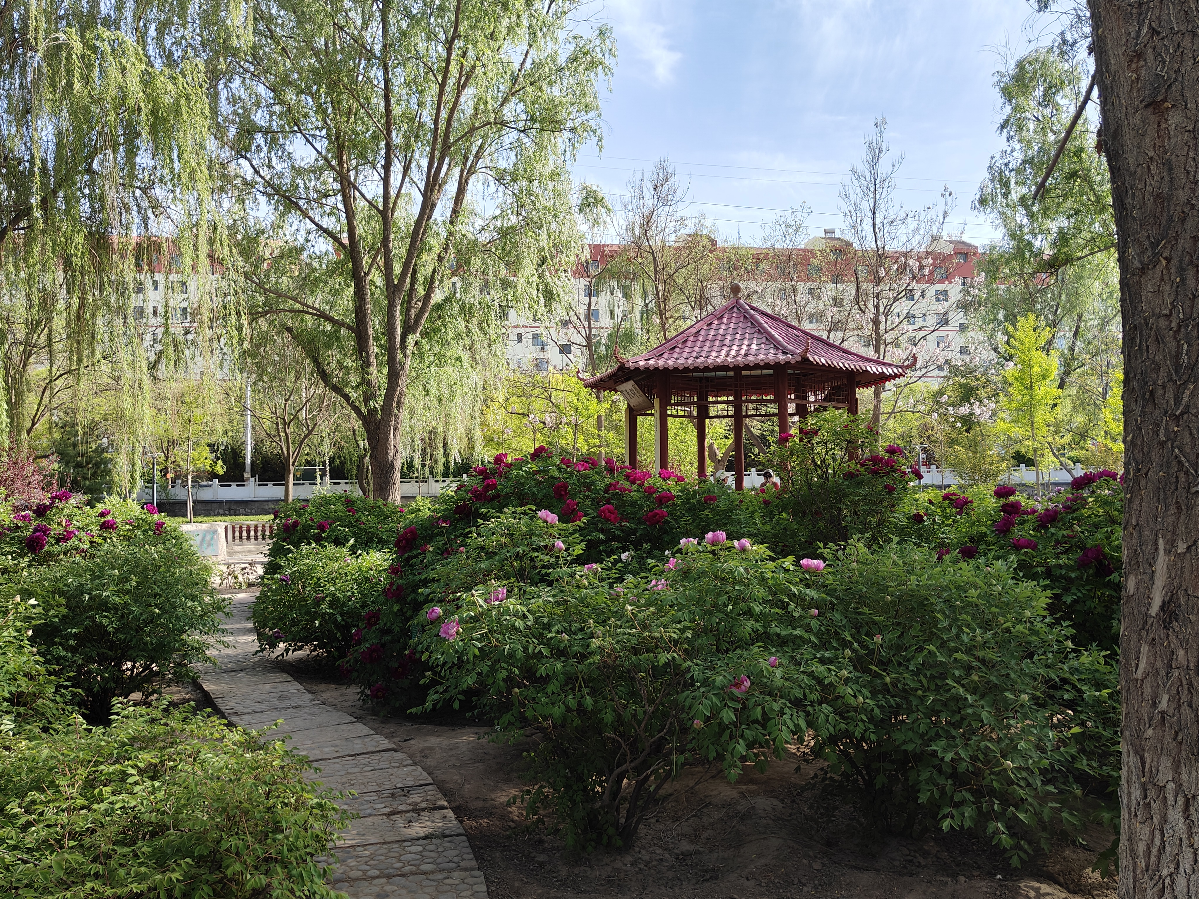tree peony in park