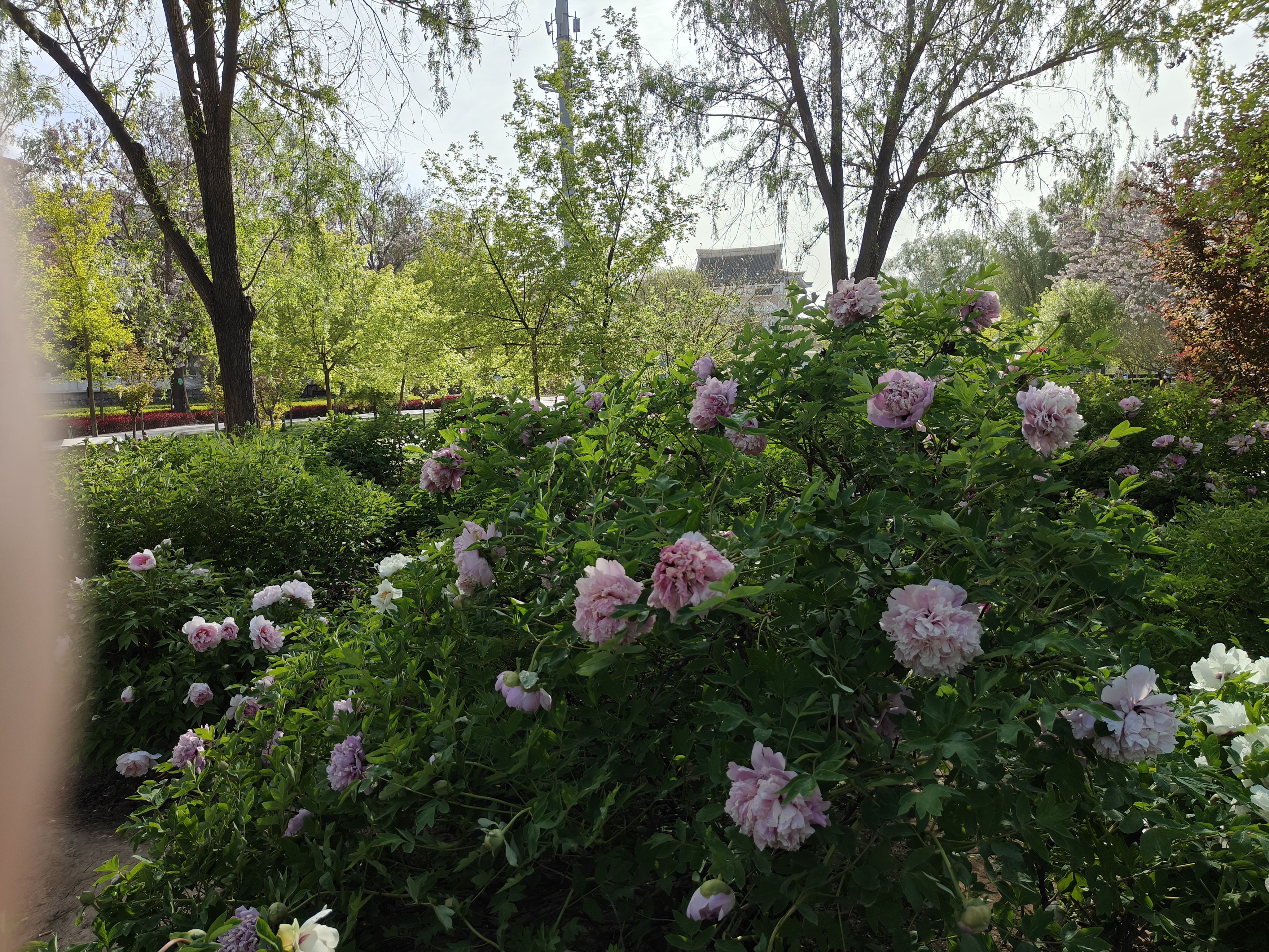 tree peony in park