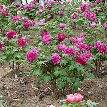 How To Cultivate Seedlings Through Tree Peony Seeds？
