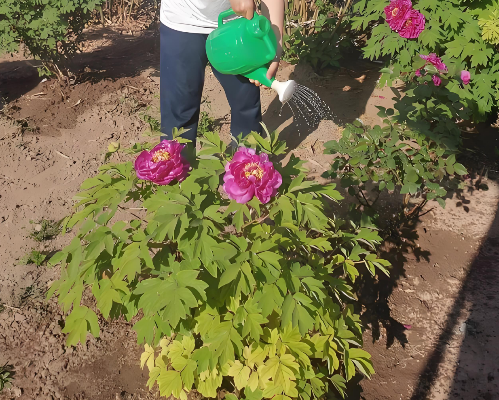 Spring Tree Peony Watering Matters