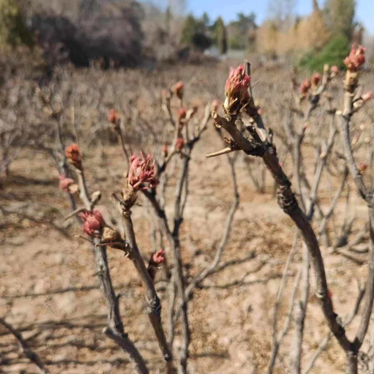 How To Prune Tree Peonies in Spring？
