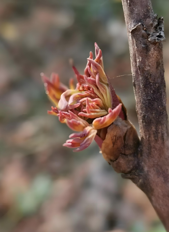 tree peony buds in spring